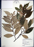 中文名:紅皮(S025837)學名:Styrax suberifolia Hook. & Arn.(S025837)中文別名:葉下白英文名:Cork leaf snow bell