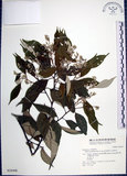 中文名:紅皮(S028498)學名:Styrax suberifolia Hook. & Arn.(S028498)中文別名:葉下白英文名:Cork leaf snow bell