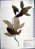 中文名:紅皮(S028749)學名:Styrax suberifolia Hook. & Arn.(S028749)中文別名:葉下白英文名:Cork leaf snow bell