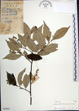 中文名:紅皮(S029995)學名:Styrax suberifolia Hook. & Arn.(S029995)中文別名:葉下白英文名:Cork leaf snow bell