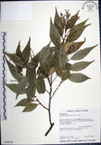 中文名:紅皮(S034145)學名:Styrax suberifolia Hook. & Arn.(S034145)中文別名:葉下白英文名:Cork leaf snow bell