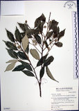中文名:紅皮(S039847)學名:Styrax suberifolia Hook. & Arn.(S039847)中文別名:葉下白英文名:Cork leaf snow bell