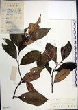 中文名:紅皮(S041907)學名:Styrax suberifolia Hook. & Arn.(S041907)中文別名:葉下白英文名:Cork leaf snow bell