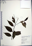 中文名:紅皮(S043390)學名:Styrax suberifolia Hook. & Arn.(S043390)中文別名:葉下白英文名:Cork leaf snow bell