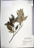 中文名:紅皮(S046293)學名:Styrax suberifolia Hook. & Arn.(S046293)中文別名:葉下白英文名:Cork leaf snow bell