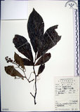 中文名:紅皮(S053053)學名:Styrax suberifolia Hook. & Arn.(S053053)中文別名:葉下白英文名:Cork leaf snow bell