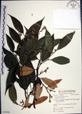 中文名:紅皮(S055056)學名:Styrax suberifolia Hook. & Arn.(S055056)中文別名:葉下白英文名:Cork leaf snow bell