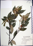 中文名:紅皮(S058962)學名:Styrax suberifolia Hook. & Arn.(S058962)中文別名:葉下白英文名:Cork leaf snow bell