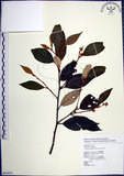 中文名:紅皮(S062655)學名:Styrax suberifolia Hook. & Arn.(S062655)中文別名:葉下白英文名:Cork leaf snow bell