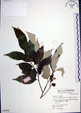 中文名:紅皮(S063904)學名:Styrax suberifolia Hook. & Arn.(S063904)中文別名:葉下白英文名:Cork leaf snow bell