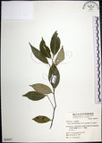中文名:紅皮(S064037)學名:Styrax suberifolia Hook. & Arn.(S064037)中文別名:葉下白英文名:Cork leaf snow bell
