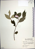 中文名:紅皮(S064172)學名:Styrax suberifolia Hook. & Arn.(S064172)中文別名:葉下白英文名:Cork leaf snow bell