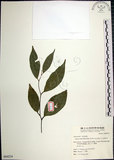 中文名:紅皮(S064234)學名:Styrax suberifolia Hook. & Arn.(S064234)中文別名:葉下白英文名:Cork leaf snow bell