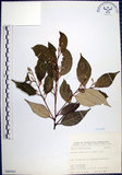 中文名:紅皮(S068563)學名:Styrax suberifolia Hook. & Arn.(S068563)中文別名:葉下白英文名:Cork leaf snow bell