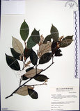 中文名:紅皮(S068847)學名:Styrax suberifolia Hook. & Arn.(S068847)中文別名:葉下白英文名:Cork leaf snow bell