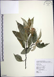 中文名:紅皮(S076605)學名:Styrax suberifolia Hook. & Arn.(S076605)中文別名:葉下白英文名:Cork leaf snow bell