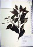 中文名:紅皮(S077387)學名:Styrax suberifolia Hook. & Arn.(S077387)中文別名:葉下白英文名:Cork leaf snow bell