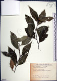 中文名:紅皮(S089107)學名:Styrax suberifolia Hook. & Arn.(S089107)中文別名:葉下白英文名:Cork leaf snow bell