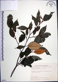 中文名:紅皮(S089919)學名:Styrax suberifolia Hook. & Arn.(S089919)中文別名:葉下白英文名:Cork leaf snow bell