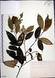 中文名:紅皮(S090185)學名:Styrax suberifolia Hook. & Arn.(S090185)中文別名:葉下白英文名:Cork leaf snow bell