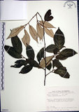 中文名:紅皮(S090231)學名:Styrax suberifolia Hook. & Arn.(S090231)中文別名:葉下白英文名:Cork leaf snow bell