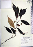 中文名:紅皮(S096667)學名:Styrax suberifolia Hook. & Arn.(S096667)中文別名:葉下白英文名:Cork leaf snow bell