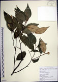 中文名:紅皮(S098824)學名:Styrax suberifolia Hook. & Arn.(S098824)中文別名:葉下白英文名:Cork leaf snow bell