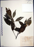 中文名:紅皮(S099206)學名:Styrax suberifolia Hook. & Arn.(S099206)中文別名:葉下白英文名:Cork leaf snow bell