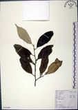 中文名:紅皮(S103669)學名:Styrax suberifolia Hook. & Arn.(S103669)中文別名:葉下白英文名:Cork leaf snow bell