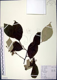 中文名:紅皮(S104454)學名:Styrax suberifolia Hook. & Arn.(S104454)中文別名:葉下白英文名:Cork leaf snow bell