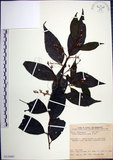 中文名:紅皮(S110467)學名:Styrax suberifolia Hook. & Arn.(S110467)中文別名:葉下白英文名:Cork leaf snow bell