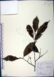 中文名:紅皮(S111590)學名:Styrax suberifolia Hook. & Arn.(S111590)中文別名:葉下白英文名:Cork leaf snow bell