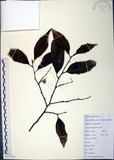 中文名:紅皮(S111731)學名:Styrax suberifolia Hook. & Arn.(S111731)中文別名:葉下白英文名:Cork leaf snow bell