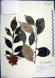 中文名:紅皮(S112754)學名:Styrax suberifolia Hook. & Arn.(S112754)中文別名:葉下白英文名:Cork leaf snow bell