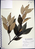 中文名:紅皮(S112755)學名:Styrax suberifolia Hook. & Arn.(S112755)中文別名:葉下白英文名:Cork leaf snow bell
