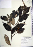 中文名:紅皮(S112756)學名:Styrax suberifolia Hook. & Arn.(S112756)中文別名:葉下白英文名:Cork leaf snow bell