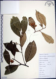 中文名:紅皮(S117530)學名:Styrax suberifolia Hook. & Arn.(S117530)中文別名:葉下白英文名:Cork leaf snow bell