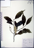 中文名:紅皮(S117876)學名:Styrax suberifolia Hook. & Arn.(S117876)中文別名:葉下白英文名:Cork leaf snow bell
