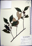 中文名:紅皮(S121881)學名:Styrax suberifolia Hook. & Arn.(S121881)中文別名:葉下白英文名:Cork leaf snow bell