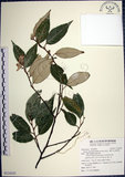 中文名:紅皮(S124525)學名:Styrax suberifolia Hook. & Arn.(S124525)中文別名:葉下白英文名:Cork leaf snow bell