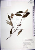 中文名:紅皮(S126296)學名:Styrax suberifolia Hook. & Arn.(S126296)中文別名:葉下白英文名:Cork leaf snow bell
