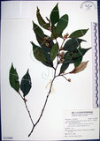 中文名:紅皮(S133868)學名:Styrax suberifolia Hook. & Arn.(S133868)中文別名:葉下白英文名:Cork leaf snow bell