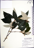 中文名:紅皮(S138232)學名:Styrax suberifolia Hook. & Arn.(S138232)中文別名:葉下白英文名:Cork leaf snow bell