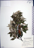 中文名:紅皮(S140802)學名:Styrax suberifolia Hook. & Arn.(S140802)中文別名:葉下白英文名:Cork leaf snow bell