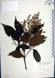 中文名:山埔姜(S005039)學名:Vitex quinata (Lour.) F. N. Williams(S005039)英文名:Five-leaved chaste tree