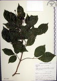 中文名:山埔姜(S013347)學名:Vitex quinata (Lour.) F. N. Williams(S013347)英文名:Five-leaved chaste tree