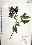 中文名:山埔姜(S015083)學名:Vitex quinata (Lour.) F. N. Williams(S015083)英文名:Five-leaved chaste tree