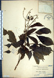 中文名:山埔姜(S018611)學名:Vitex quinata (Lour.) F. N. Williams(S018611)英文名:Five-leaved chaste tree