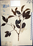中文名:山埔姜(S019765)學名:Vitex quinata (Lour.) F. N. Williams(S019765)英文名:Five-leaved chaste tree