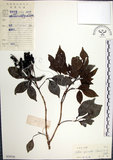中文名:山埔姜(S029530)學名:Vitex quinata (Lour.) F. N. Williams(S029530)英文名:Five-leaved chaste tree